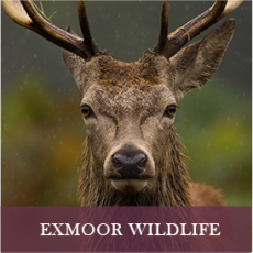 Handsome red deer on Exmoor