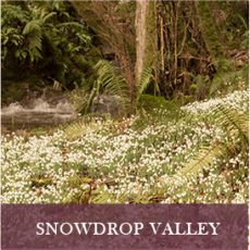 Snowdrop Valley surrounded by woodland